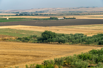 Fototapeta na wymiar Rural landscape near Lucera, Apulia