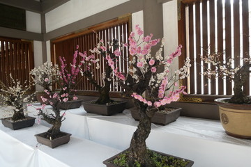 Plum Blossom Japan