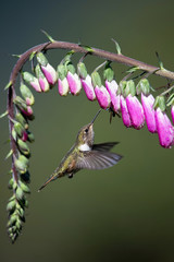 The volcano hummingbird, Selasphorus flammula The Hummingbird is hovering and drinking the nectar in nice colored environment America Costa Rica interesting colorful image little cute bird..