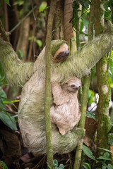 Hoffmann's two-toed sloth, Choloepus hoffmanni The mammal climbs on the branches in the tree in the dark forest America Costa Rica Wildlife scene from America nature. with its little baby..