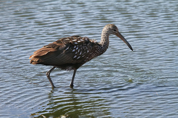 a limpkin wading in water searching for food