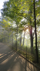 Obraz premium road in forest