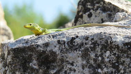 lizard on rock