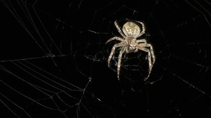 spider on web