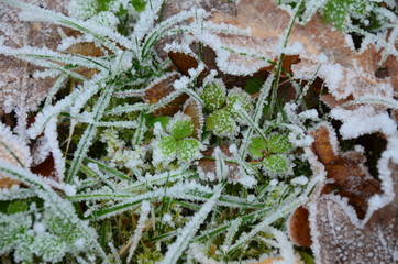 background of autumn leaves in the frost