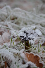 background of autumn leaves in the frost