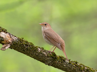 The thrush nightingale (Luscinia luscinia), also known as the sprosser, is a small passerine bird family Muscicapidae.