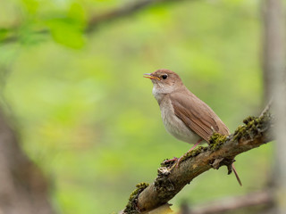The thrush nightingale (Luscinia luscinia), also known as the sprosser, is a small passerine bird family Muscicapidae.