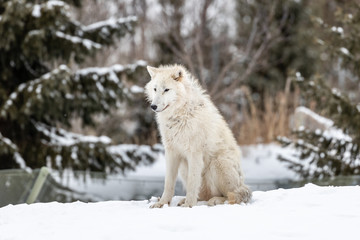 Naklejka premium Photo of Arctic Wolf