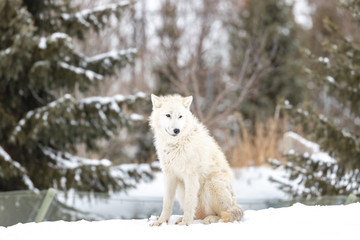 Photo of Arctic Wolf