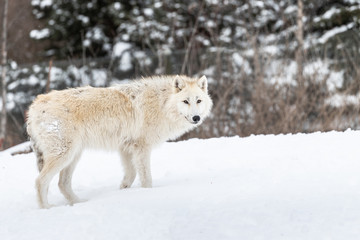 Obraz premium Photo of Arctic Wolf