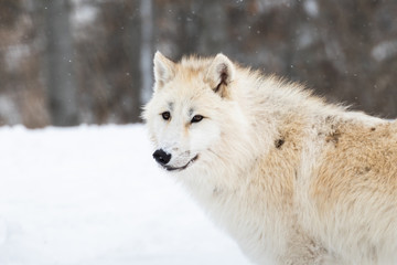 Photo of Arctic Wolf