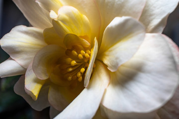 makro of a bright white and yellow begonia