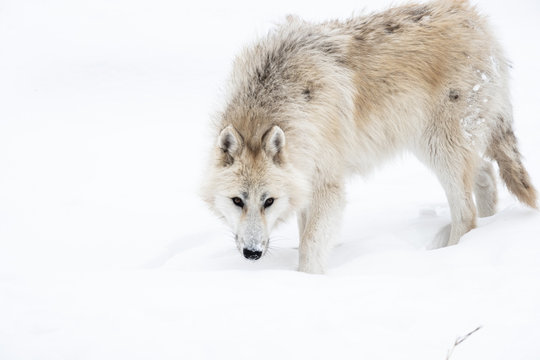 Photo of Arctic Wolf