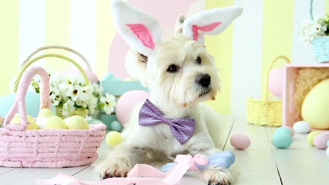 West highland white terrier dressed in pink bow tie and hare ears is lying on floor around colorful eggs. Dog is waving head and going to eat blue bone tied with pink ribbon. Happy easter concept.