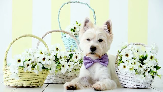 Funny west highland white terrier dressed in pink bow tie is lying on floor. Cute dog is waving head. Colorful baskets with flowers, festive decor on background. Happy easter, spring concept.