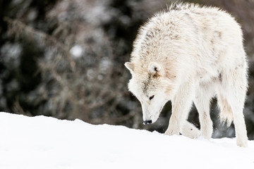 Photo of Arctic Wolf