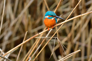 Eisvogel an seinem Ansitz