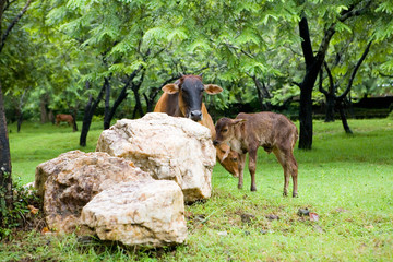 Cow with a calf on a free grazing in the park.