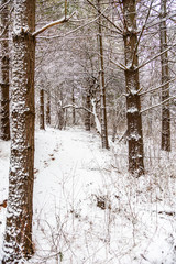 Snowy Woodland