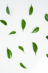 green leaves isolated on a white background. top view, layout . flat lay
