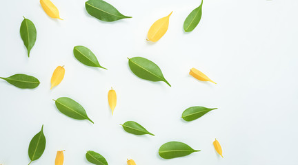 green and yellow leaves isolated on a white background. the spring theme. composition top view,...