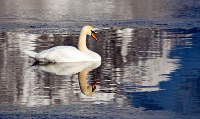 Naklejka premium Mein stolzer Schwan