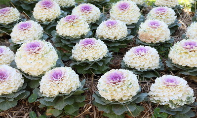 White and purple decorative cabbages.