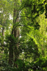 Fototapeta premium Exuberant nature inside a tropical rainforest