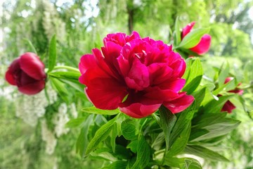 Bouquet of peonies on the background of a flowering tree