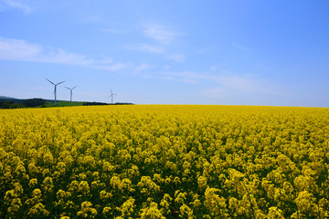 日本の絶景、横浜町菜の花フェスティバル。横浜、青森、日本。5月中旬。