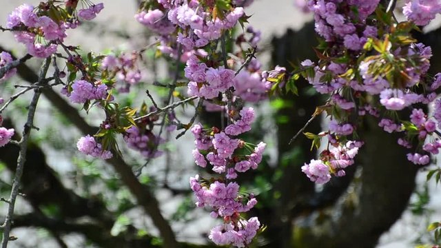 Mandelbaumzweig im Wind