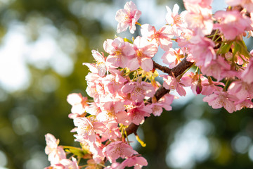 Close up sakura cherry blossom in Japan with blur background