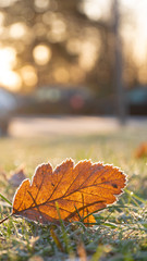 On a sunny morning in autumn, a yellow leaf lying on the meadow covered with frost