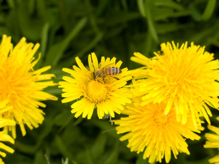 Taraxacum officinale