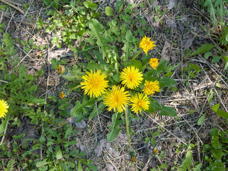 Taraxacum officinale