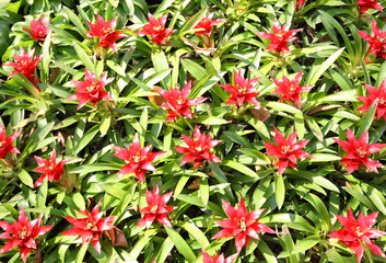 Bromeliad flower in the garden.