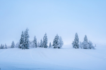 Seasonal scenery in winter: Snow-covered pine trees against the blue sky