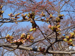 Cherry blossom in Nagahama city, Japan