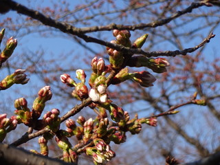 Cherry blossom in Nagahama city, Japan