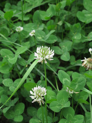 Trifolium repens