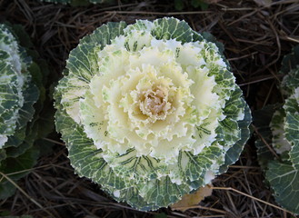 White and green cabbage flowers.