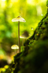 White umbrella-shaped mushrooms in the sun; funguses in the forest