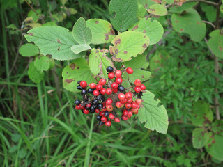 Viburnum lantana