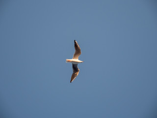 Seagulls at the Gallipoli Peninsula, Northern Turkey