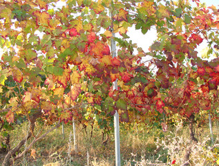 Vitis vinifera
