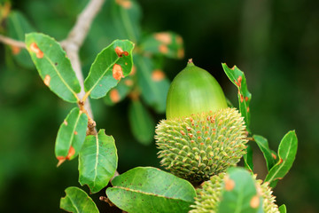 An acorn in the botanic gardens in Barcelona, Spain