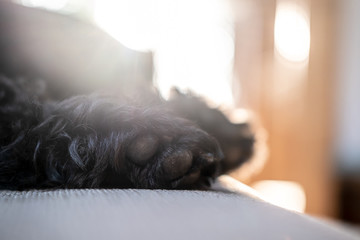 Soft shaggy paws of a black schnauzer, who is sleeping on a sofa, in the natural light from the window.