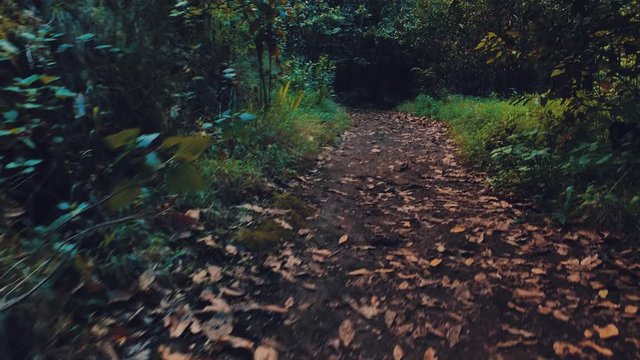4k Aventura al aire libre Entrando en &aacute;rbol ca&iacute;do Caminos ins&oacute;litos Bosques Gran Canaria 