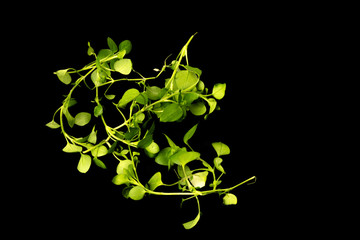 Springs of the herbs Basil, Sage and Mint on black background